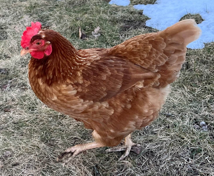 image of a chicken