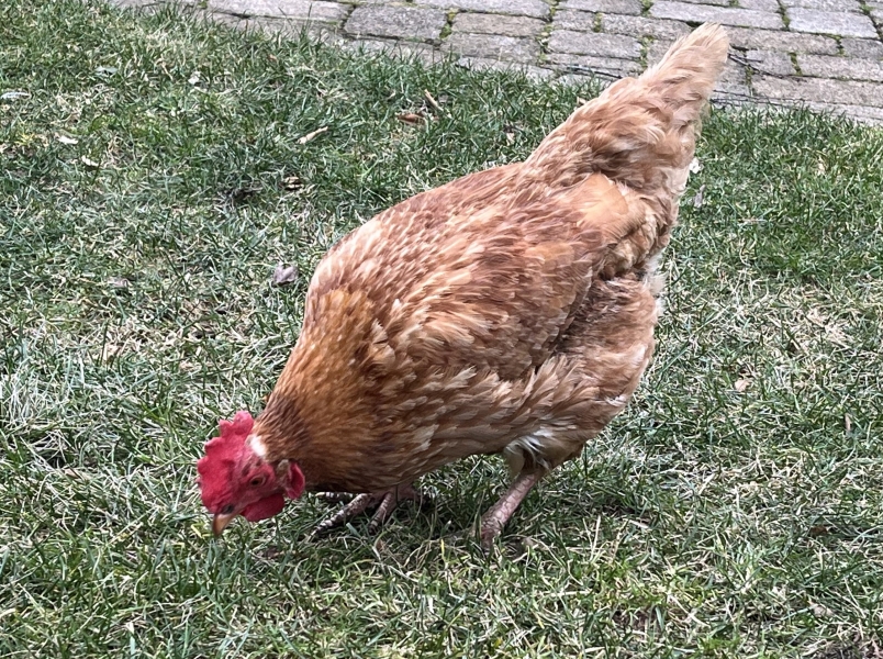 image of a chicken