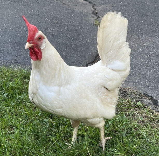 image of a chicken