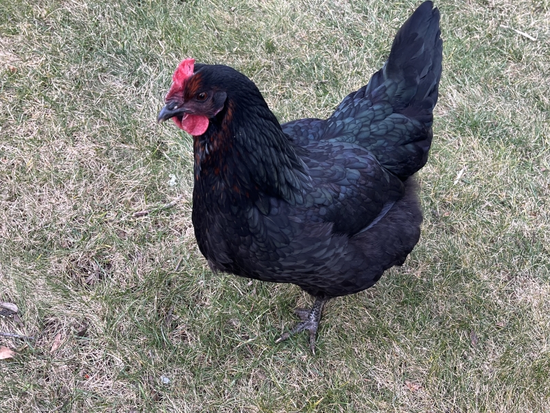 image of a chicken