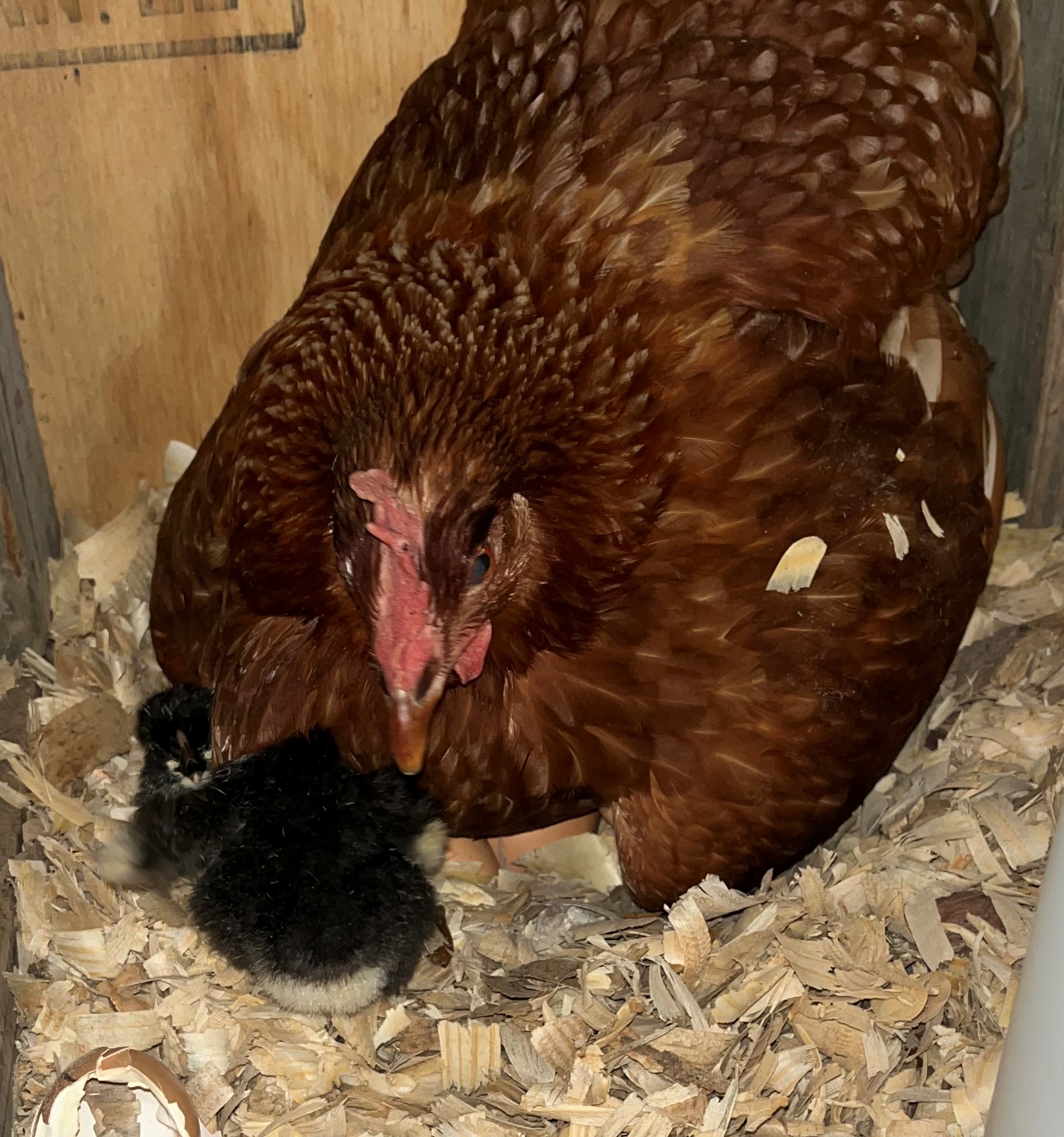 image of a chicken