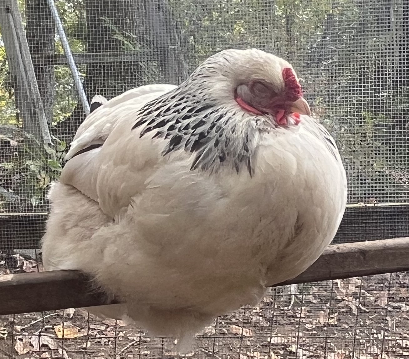 image of a chicken